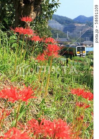 水郡線「彼岸花咲く田舎の風景」列車を背景に 水郡線「彼岸花咲く田舎の風景」列車を背景に 58691109