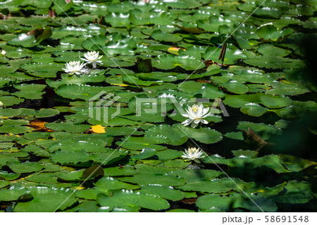 大原野神社の睡蓮 58691548