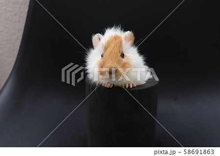 モルモットの赤ちゃんの写真素材