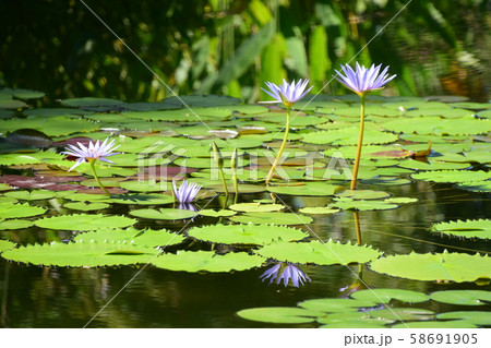 モネの庭　高知県 58691905