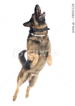 jump dog on white background jump dog on white background 58692226