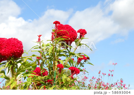 秋の花壇の花 鶏頭 ケイトウの花 山田池公園の写真素材