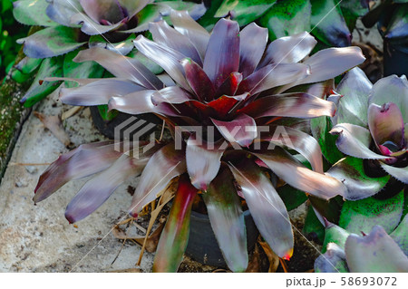Neoregelia tropical plant in garden. 58693072