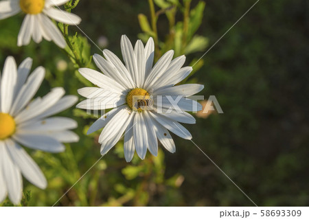 風景 自然 韓国 58693309