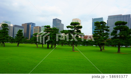 Pine trees and skyscrapers. High rise buildings in Chiyoda. Chiyoda-ku is a special ward located in central Tokyo  58693377
