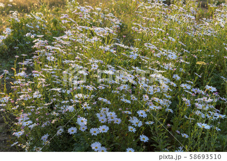 風景 自然 韓国 58693510