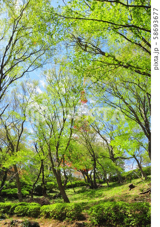 湘南平（高麗山公園）の散策路と新緑 58693677