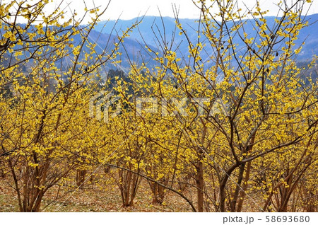 松田町寄(やどりぎ)蝋梅園の満開ロウバイ 松田町寄(やどりぎ)蝋梅園の満開ロウバイ 58693680
