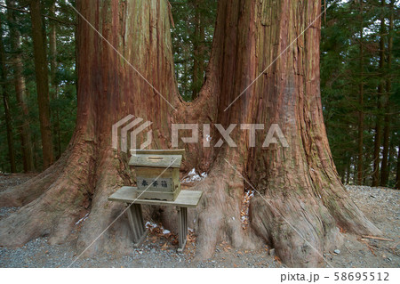 埼玉県秩父市の三峯神社の参道にある夫婦杉 58695512