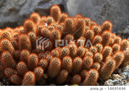サボテン サボテン 58695696