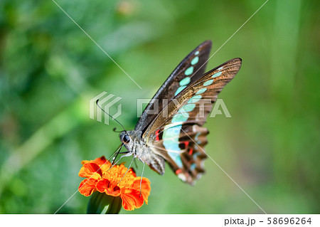 アオスジアゲハ 58696264