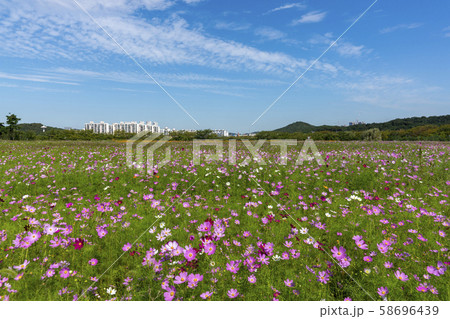 自然 風景 韓国 58696439
