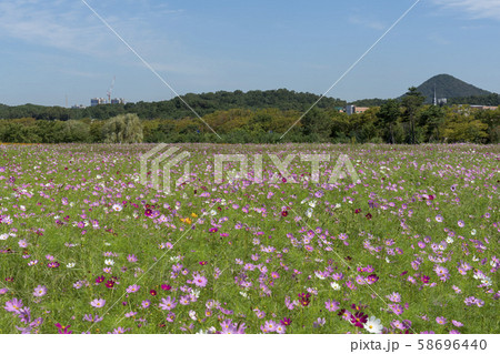 自然 風景 韓国 58696440