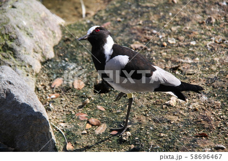 シロクロゲリ シロクロゲリ 58696467