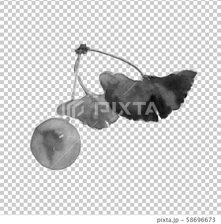 銀杏果仁銀杏葉，單調白色背景[水墨繪畫風格] 58696673