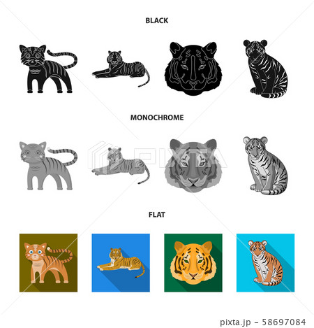 Vector design of tiger and asian symbol. Collection of tiger and tattoo stock vector illustration. 58697084