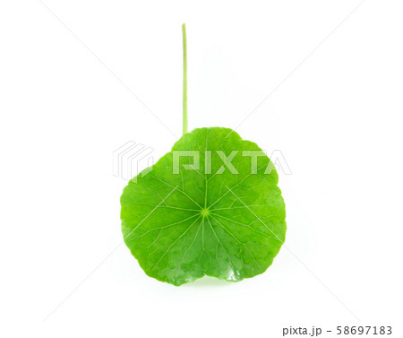 Closeup leaf of Gotu kola, Asiatic pennywort 58697183