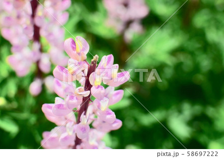 ルピナスの花 ルピナスの花 58697222