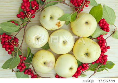 White apples and schisandra. Still life with ripe 58697549