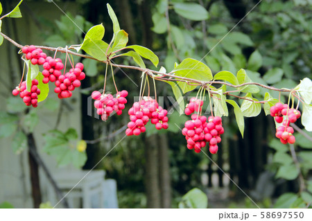 Ripe fruits of red schizandra with green leaves 58697550