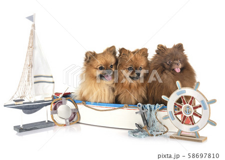 pomeranians in studio 58697810