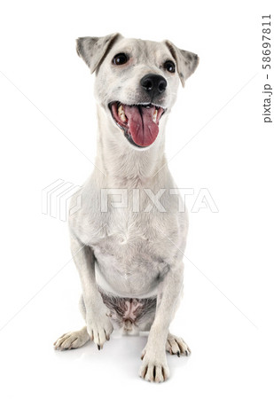 jack russel terrier 58697811