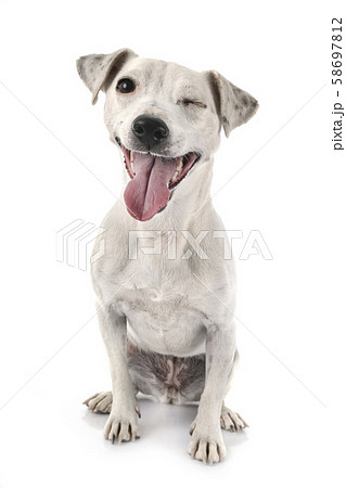 jack russel terrier 58697812