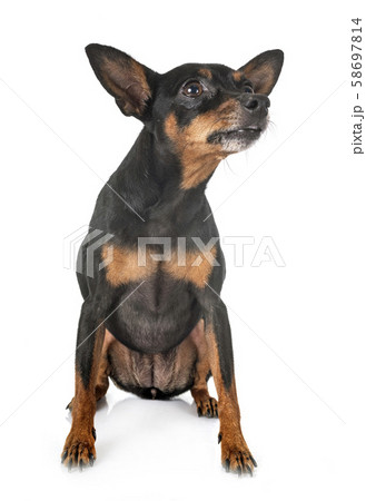 miniature pinscher in studio 58697814