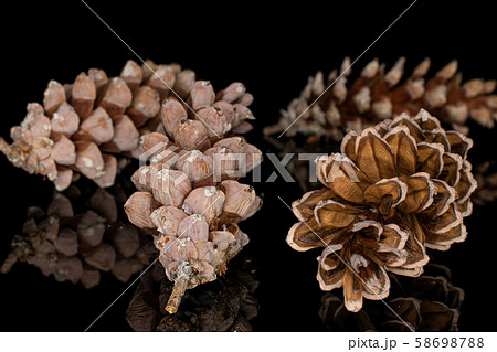 Brown forest pine cone isolated on black glass Brown forest pine cone isolated on black glass 58698788