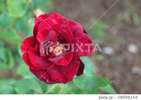 黒バラ 黒真珠の写真素材