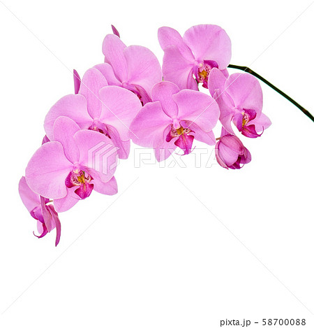 Orchid branch isolated on white background. 58700088