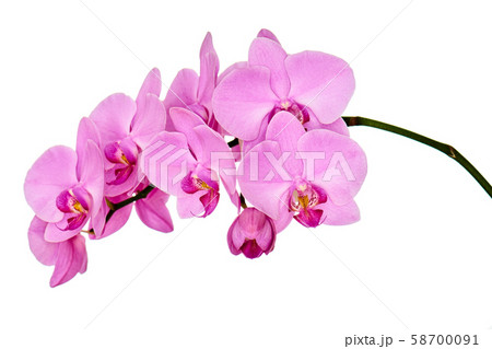 Orchid branch isolated on white background. 58700091