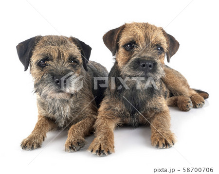 border terriers in studio 58700706