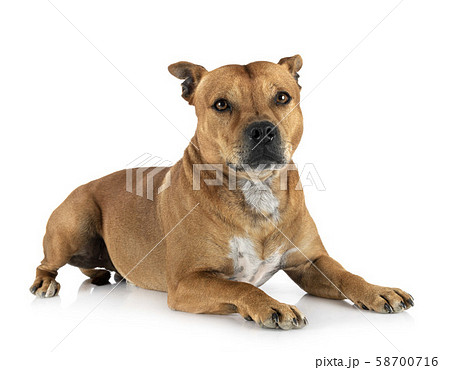 staffordshire bull terrier 58700716