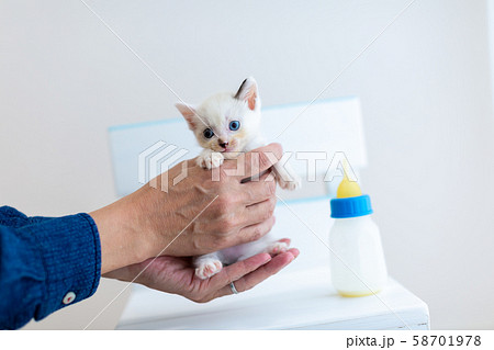 仔猫　生後4週間　哺乳 58701978