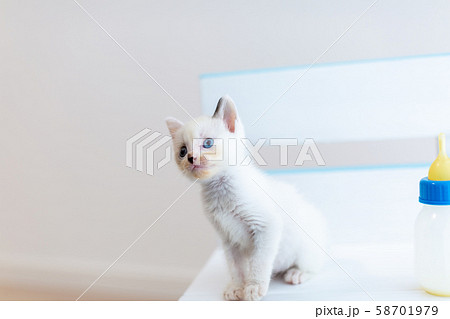 仔猫 生後4週間 哺乳 仔猫 生後4週間 哺乳 58701979