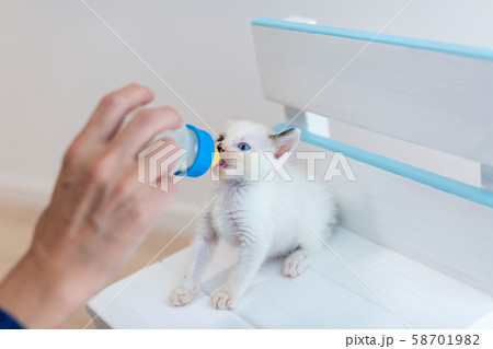 仔猫　生後4週間　哺乳 58701982