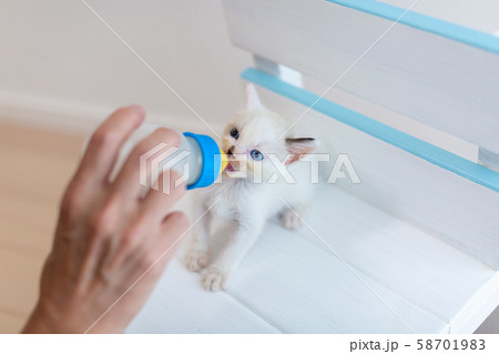 仔猫　生後4週間　哺乳 58701983