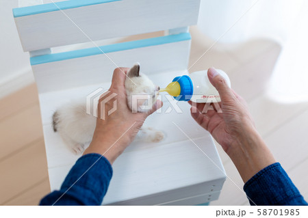 仔猫　生後4週間　哺乳 58701985