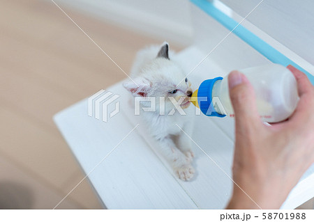 仔猫　生後4週間　哺乳 58701988