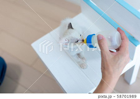 仔猫　生後4週間　哺乳 58701989