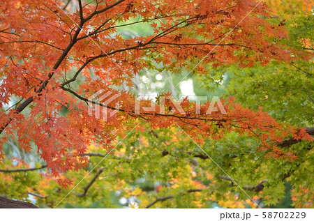 紅葉 58702229