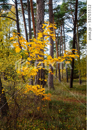 Little maple with yellowed leaves Little maple with yellowed leaves 58703512