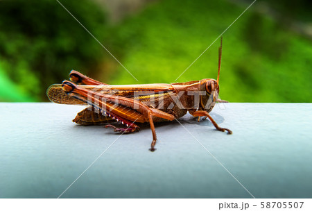 Detailed macro photo of bronze colored grasshopper 58705507
