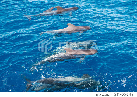 whale family, group of pilot whales whale family, group of pilot whales 58705645