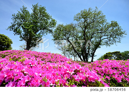 太田和つつじの丘　横須賀市太田和　日本 58706456
