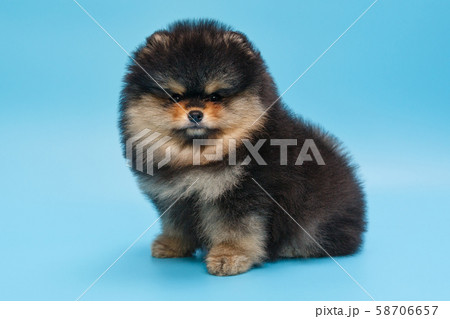Small black Pomeranian puppy Small black Pomeranian puppy 58706657
