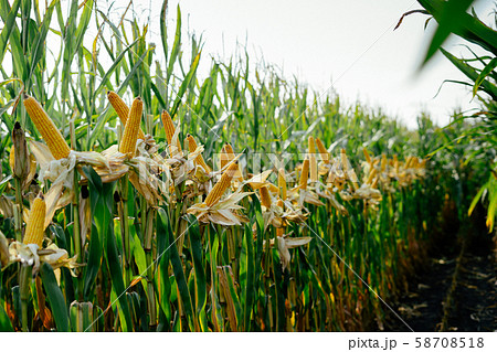 Yellow ear of corn in the field Yellow ear of corn in the field 58708518