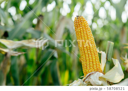 Yellow ear of corn in the field 58708521