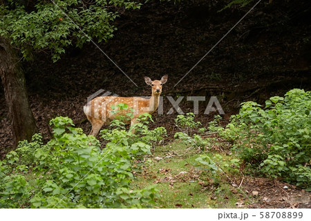 Deer in the woods Deer in the woods 58708899